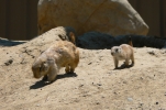 PICTURES/Adventures With Quinn/t_Prairie Dog Mom & Baby4.jpg